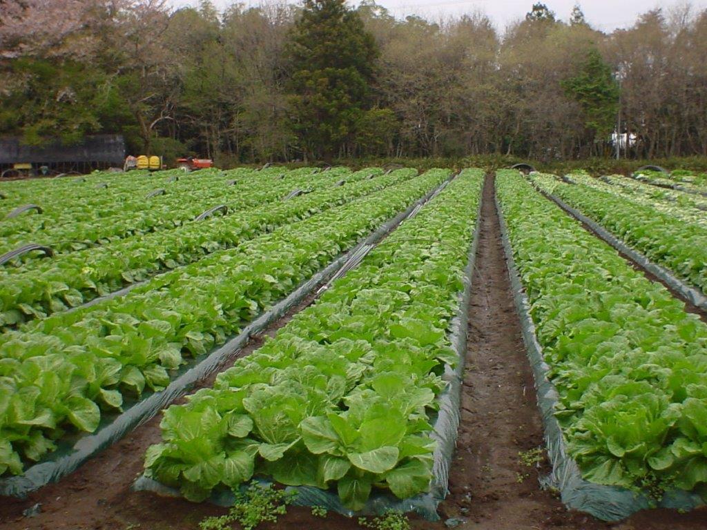 長野　契約農家さんの白菜畑3